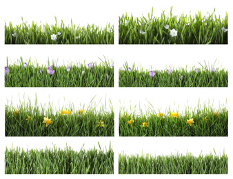 Image of Collage of fresh green grass with flowers on white background. Spring season