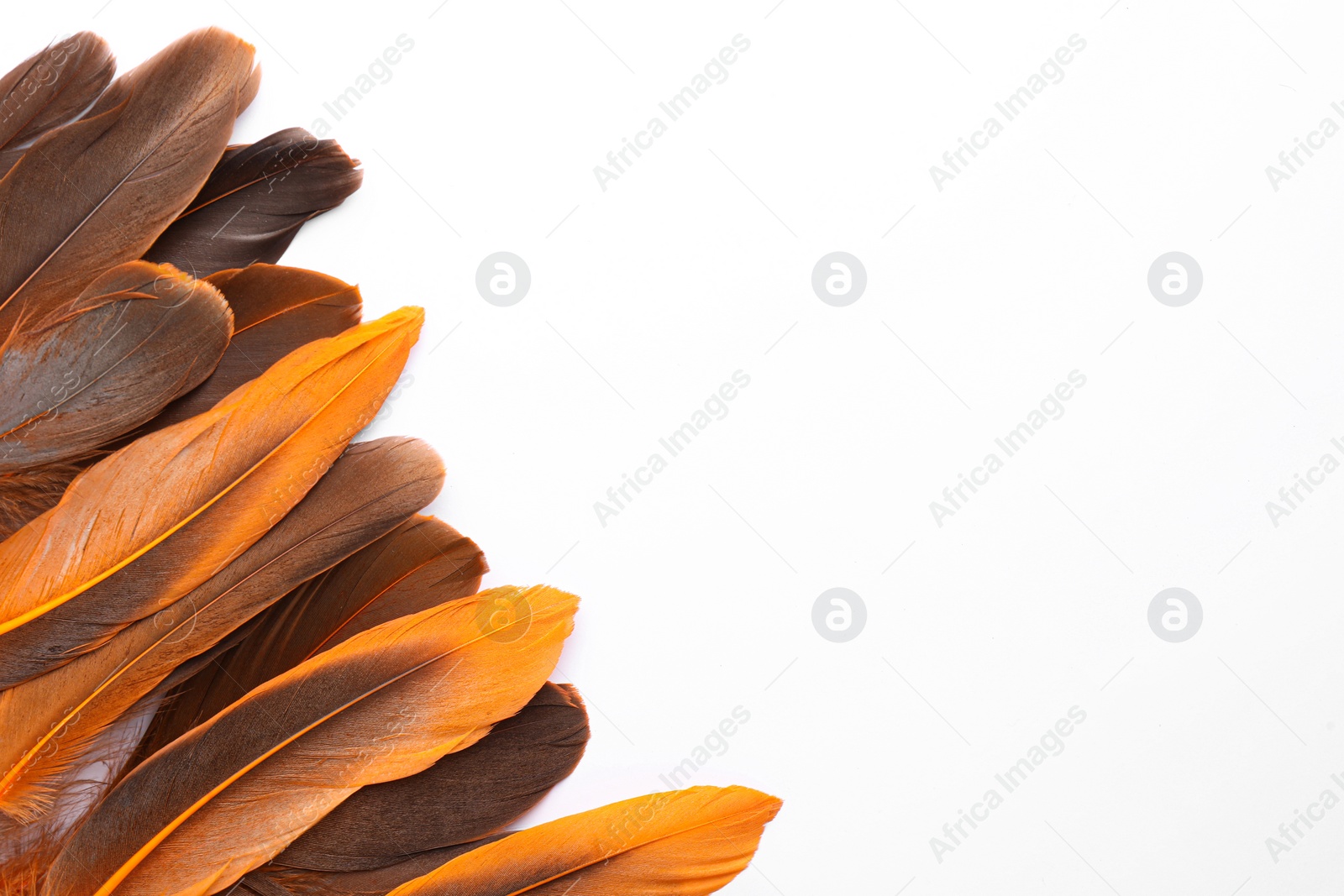 Photo of Many different bird feathers on white background, flat lay. Space for text