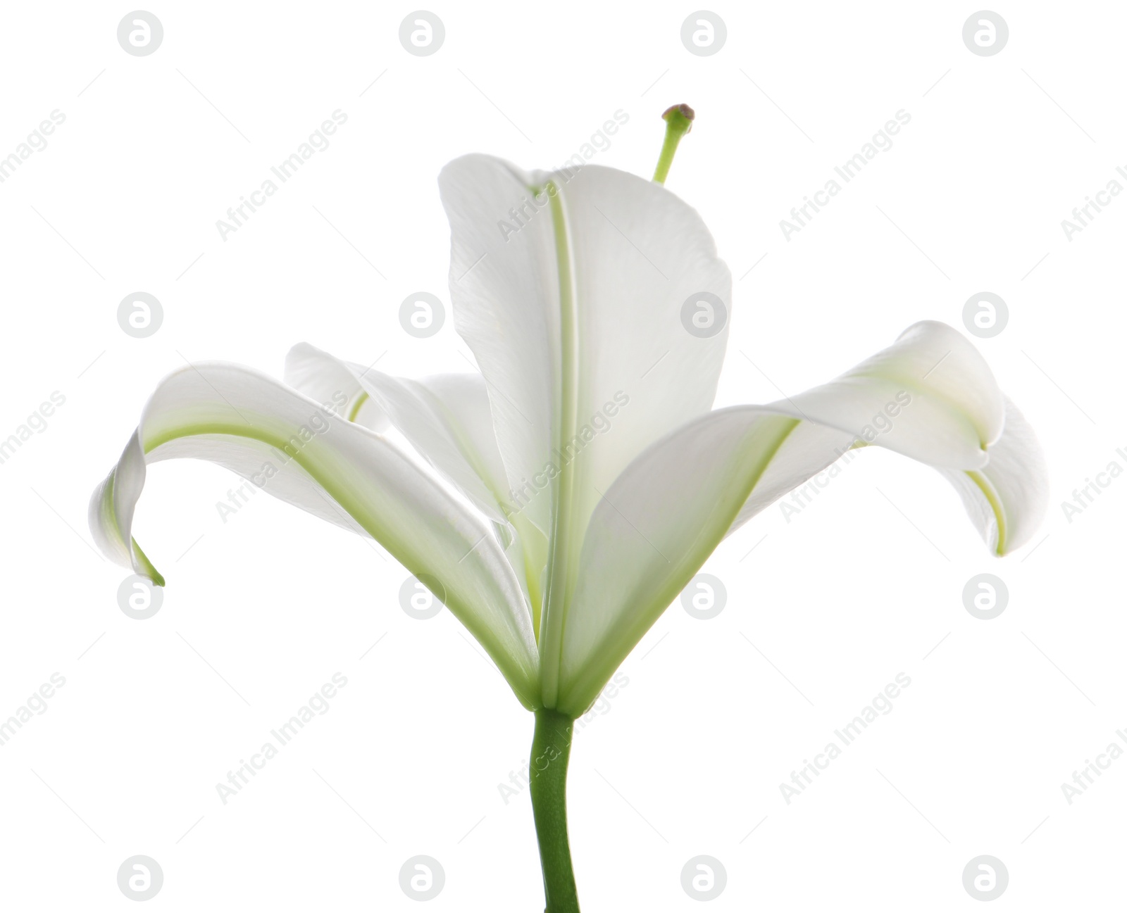 Photo of Beautiful fresh lily flower isolated on white