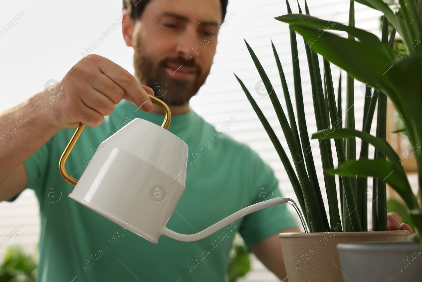 Photo of Man watering beautiful potted houseplants at home