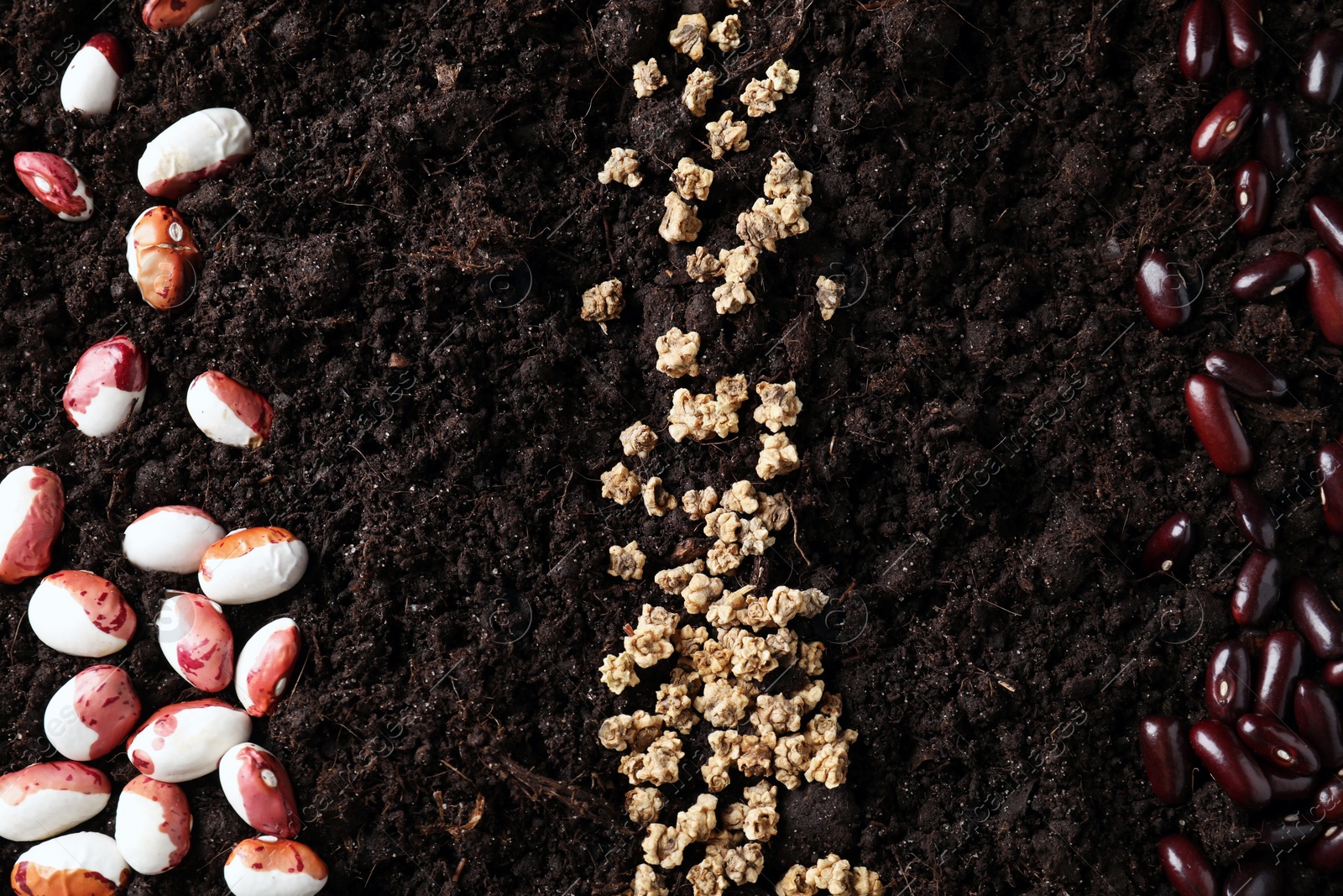 Photo of Many different vegetable seeds on fertile soil, top view