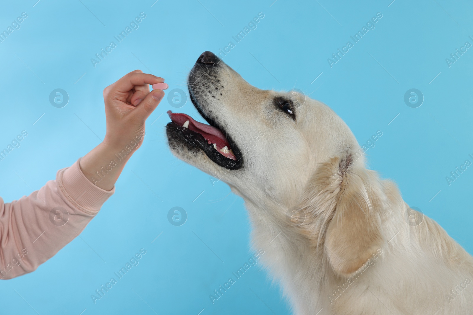 Photo of Woman giving pill to cute Labrador Retriever dog on light blue background, closeup