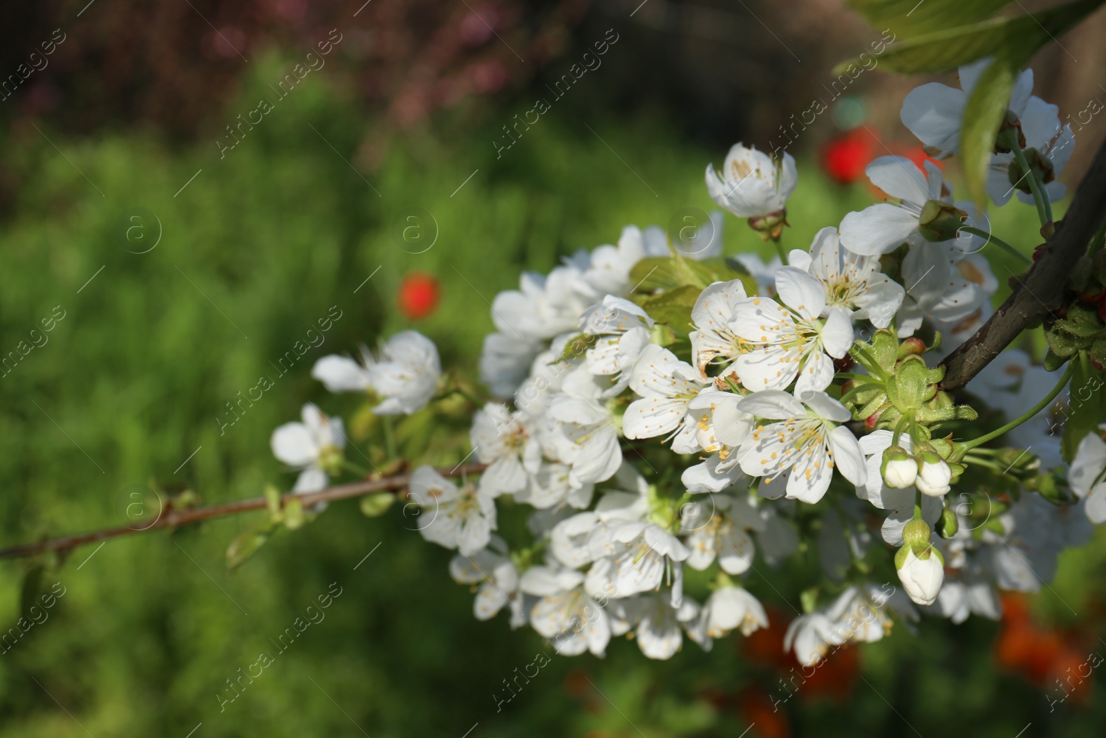 Photo of Branch of beautiful blooming cherry tree outdoors, closeup. Space for text