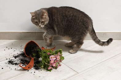 Cute cat and broken flower pot with cineraria plant on floor indoors