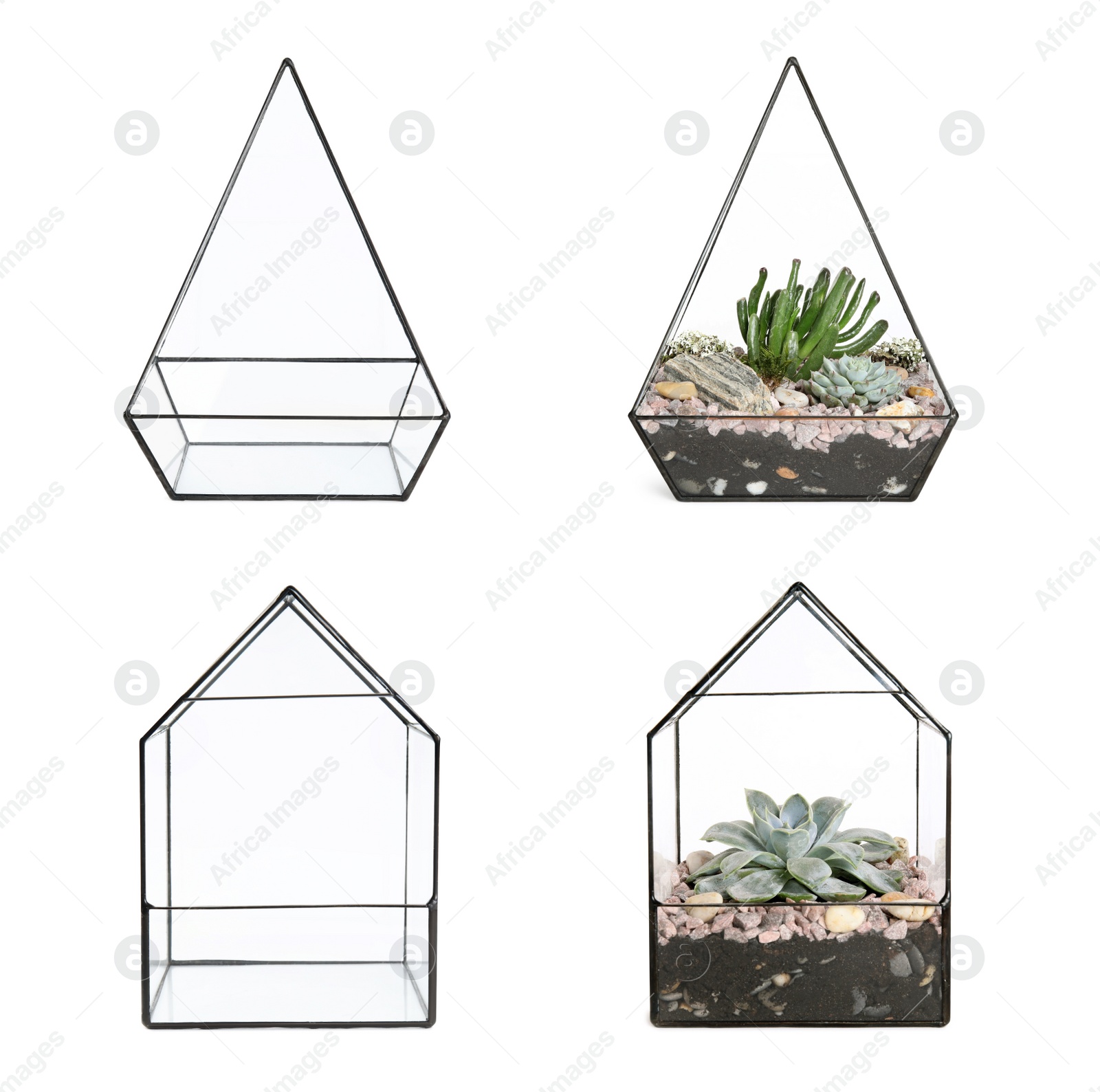 Image of Set with beautiful florariums on white background 