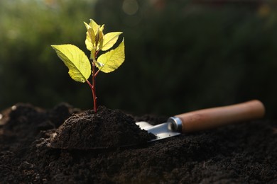 Photo of Seedling growing in soil outdoors. Planting tree