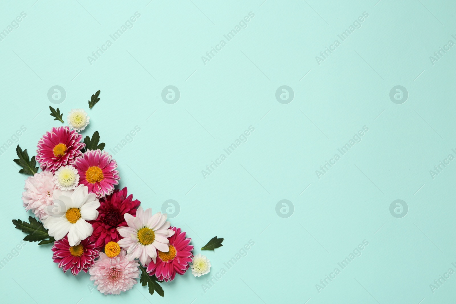 Photo of Beautiful chrysanthemum flowers on light blue background, flat lay. Space for text