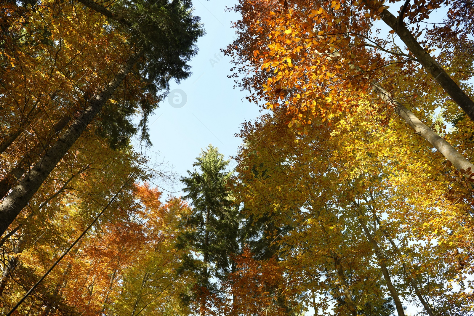 Photo of Beautiful trees with colorful leaves in autumn forest