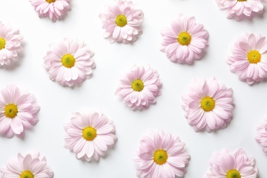 Photo of Beautiful chamomile flowers on white background, flat lay