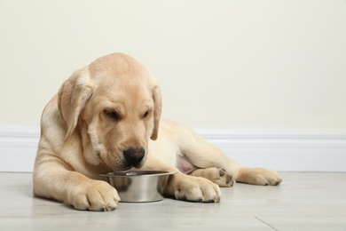 Photo of Cute yellow labrador retriever puppy with feeding bowl on floor indoors. Space for text