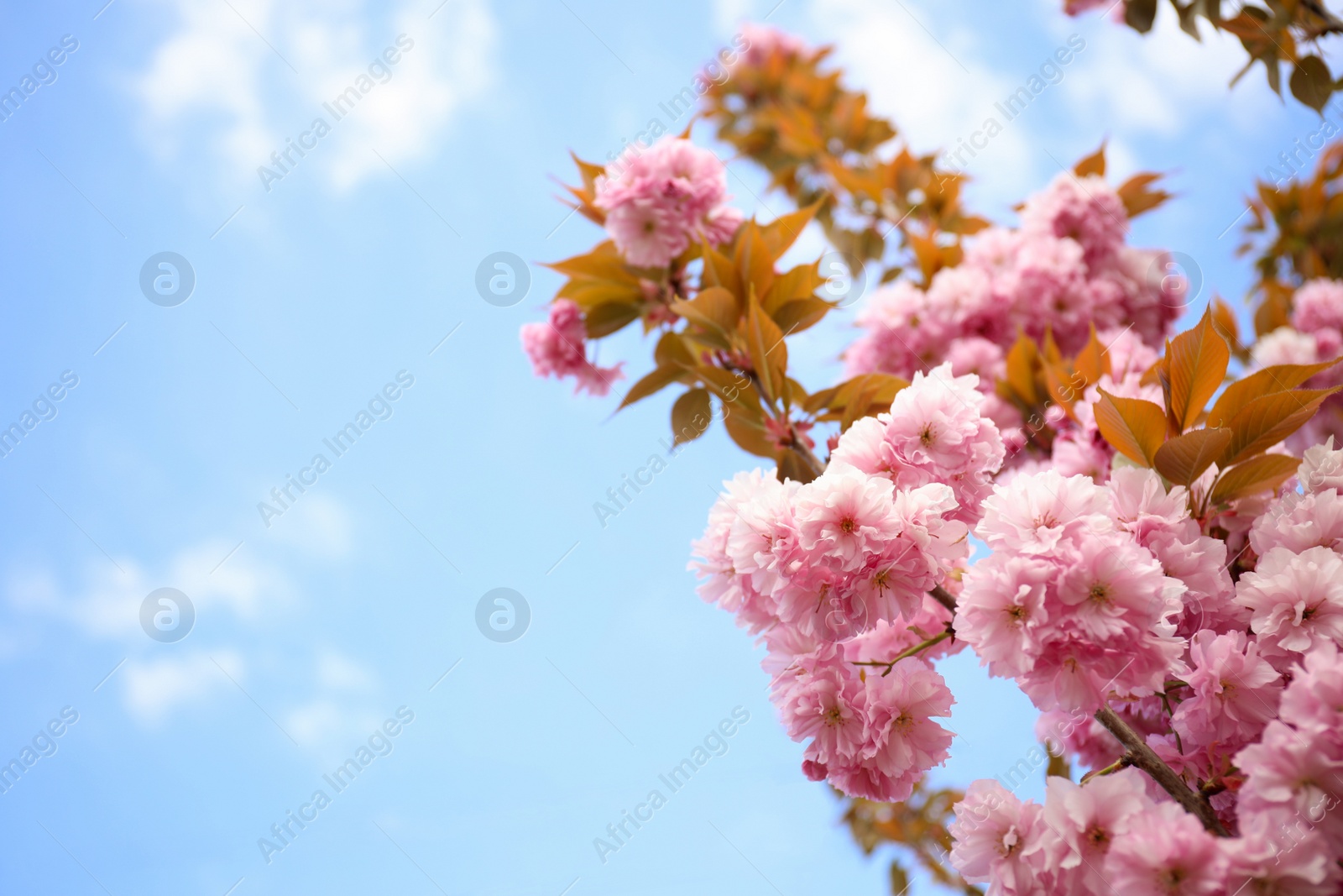 Photo of Closeup view of blossoming pink sakura tree outdoors