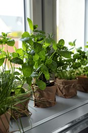 Photo of Different aromatic potted herbs on window sill indoors