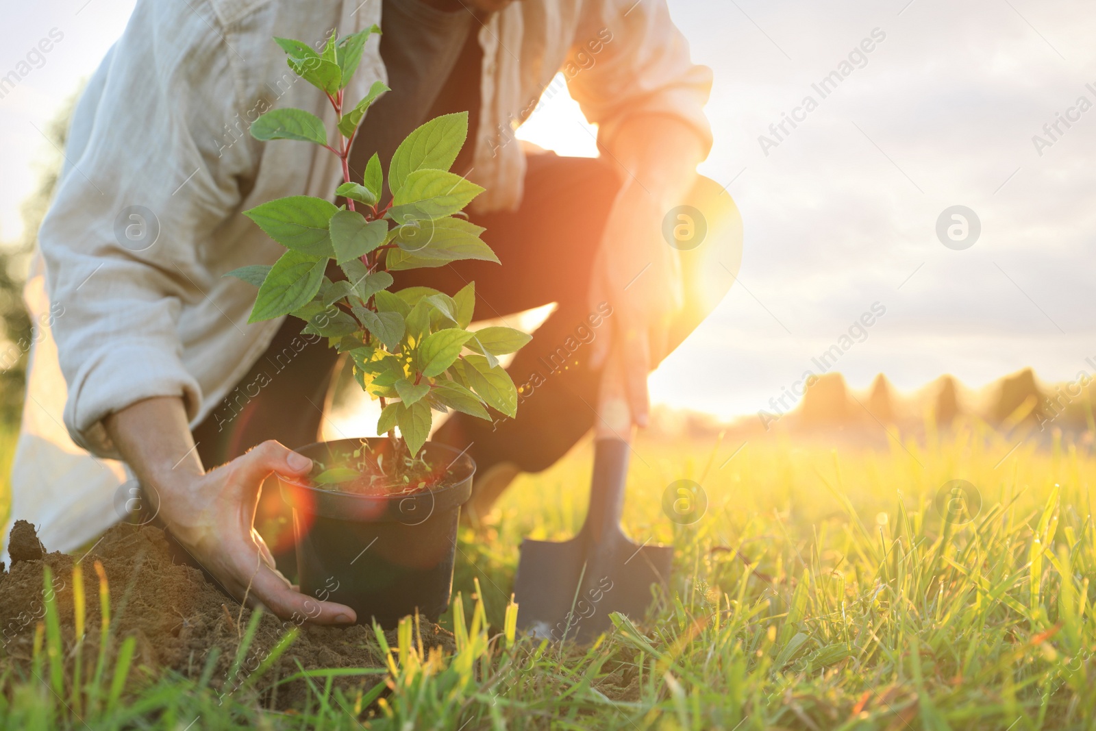 Photo of Man planting tree outdoors on sunny day, closeup. Space for text