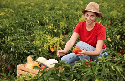 Farmer taking bell pepper from bush in field. Harvesting time