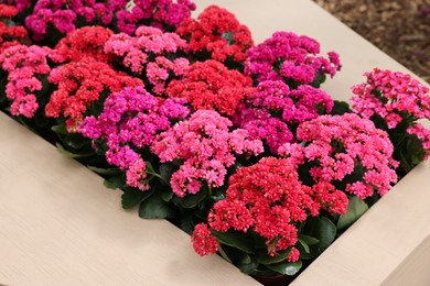 Photo of Many different kalanchoe plants with beautiful flowers in wooden planter, closeup
