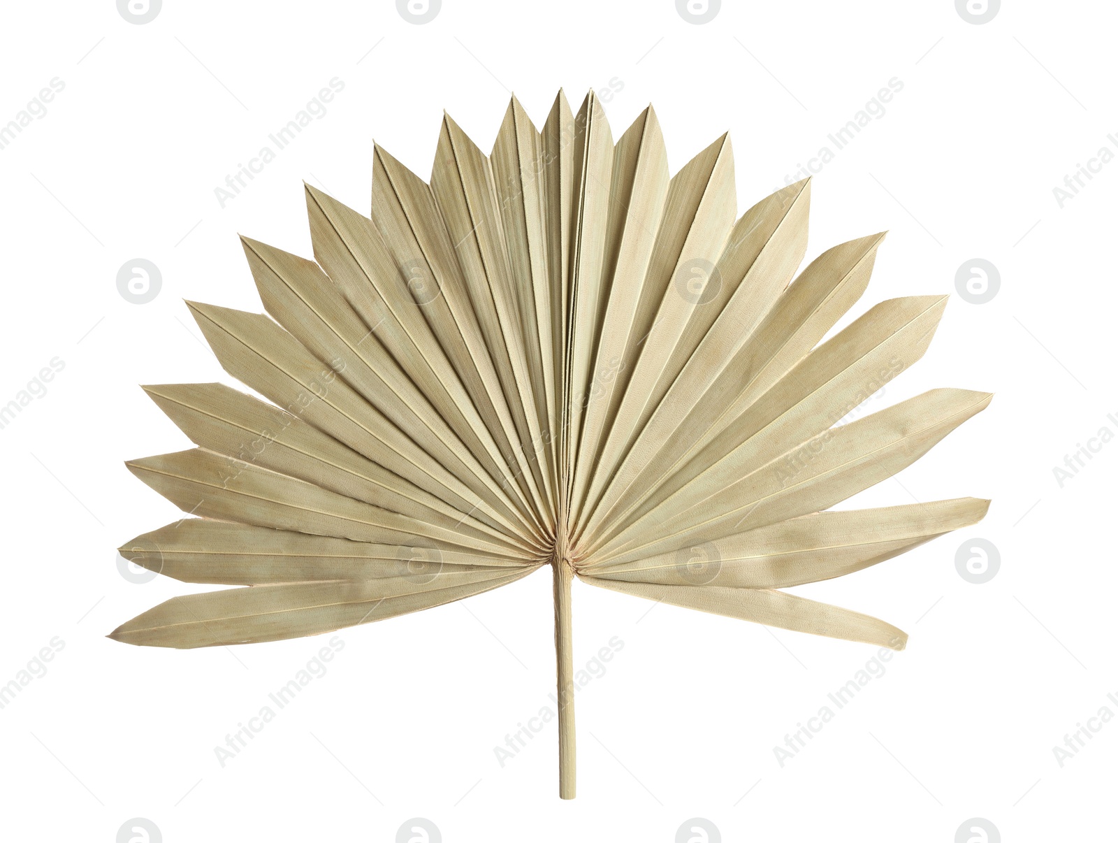 Photo of Dry leaf of fan palm tree isolated on white