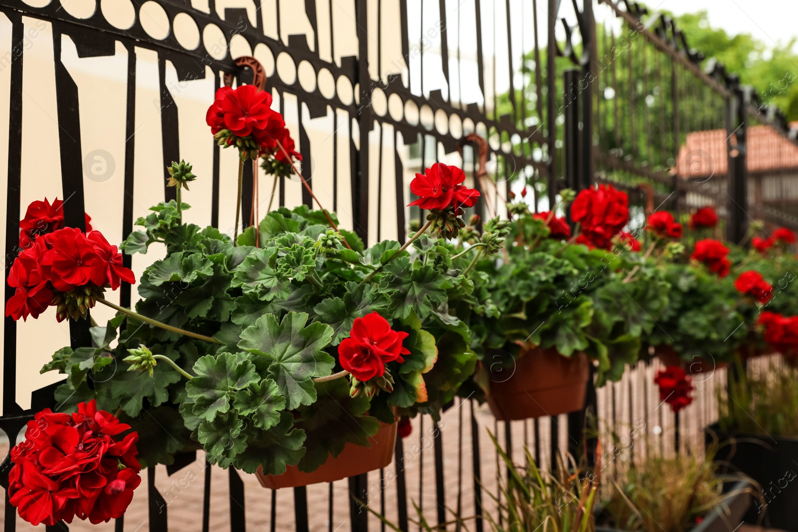 Photo of Beautiful potted red geranium flowers growing outdoors