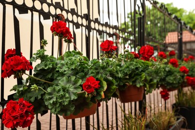 Photo of Beautiful potted red geranium flowers growing outdoors