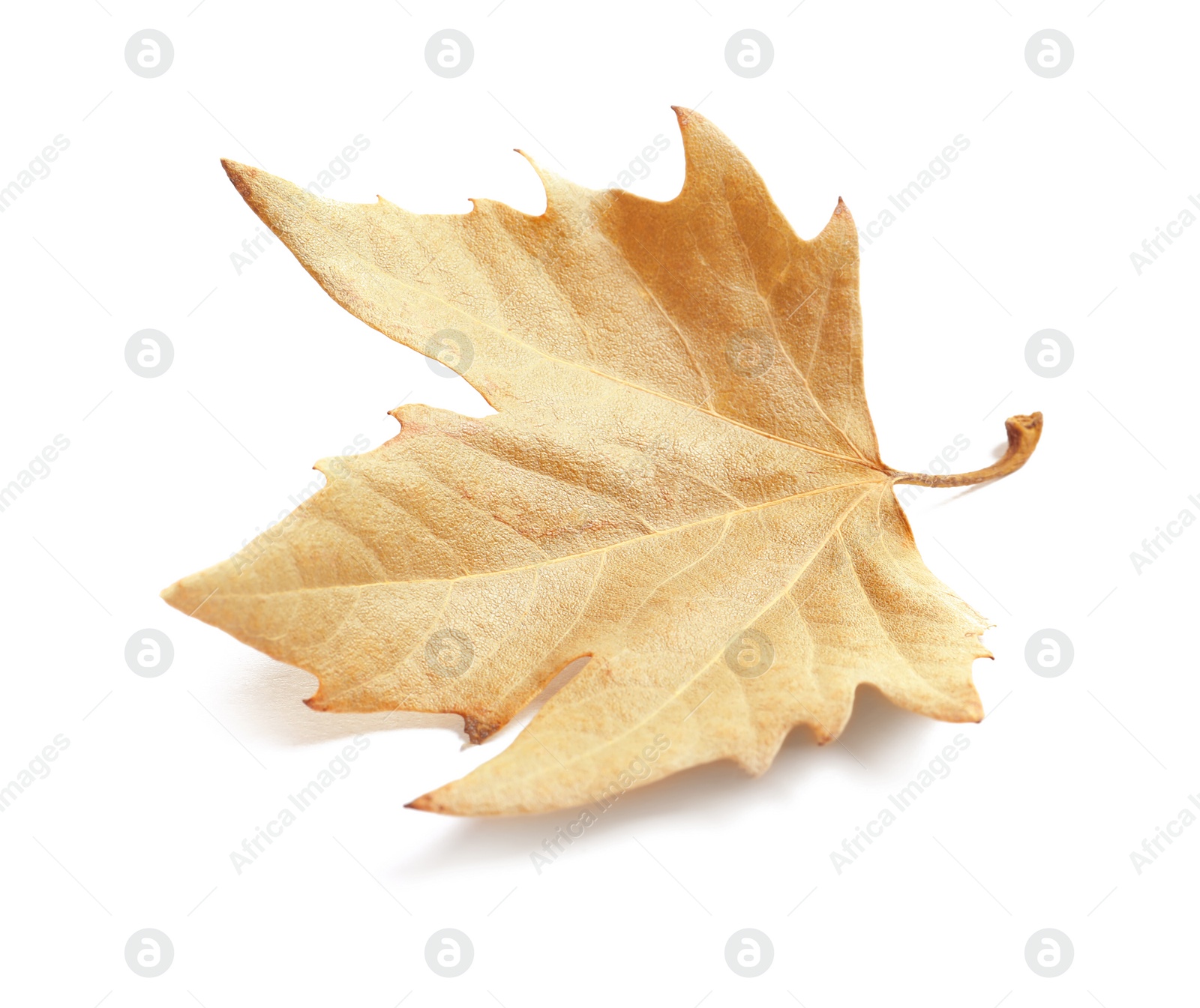 Photo of Beautiful autumn leaf on white background. Fall foliage