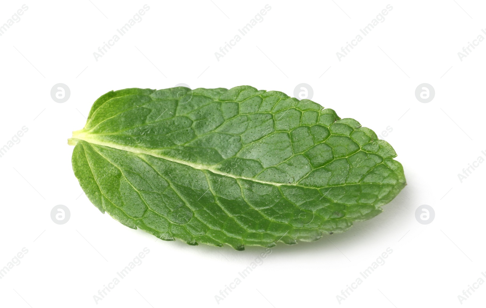 Photo of Leaf of fresh mint isolated on white