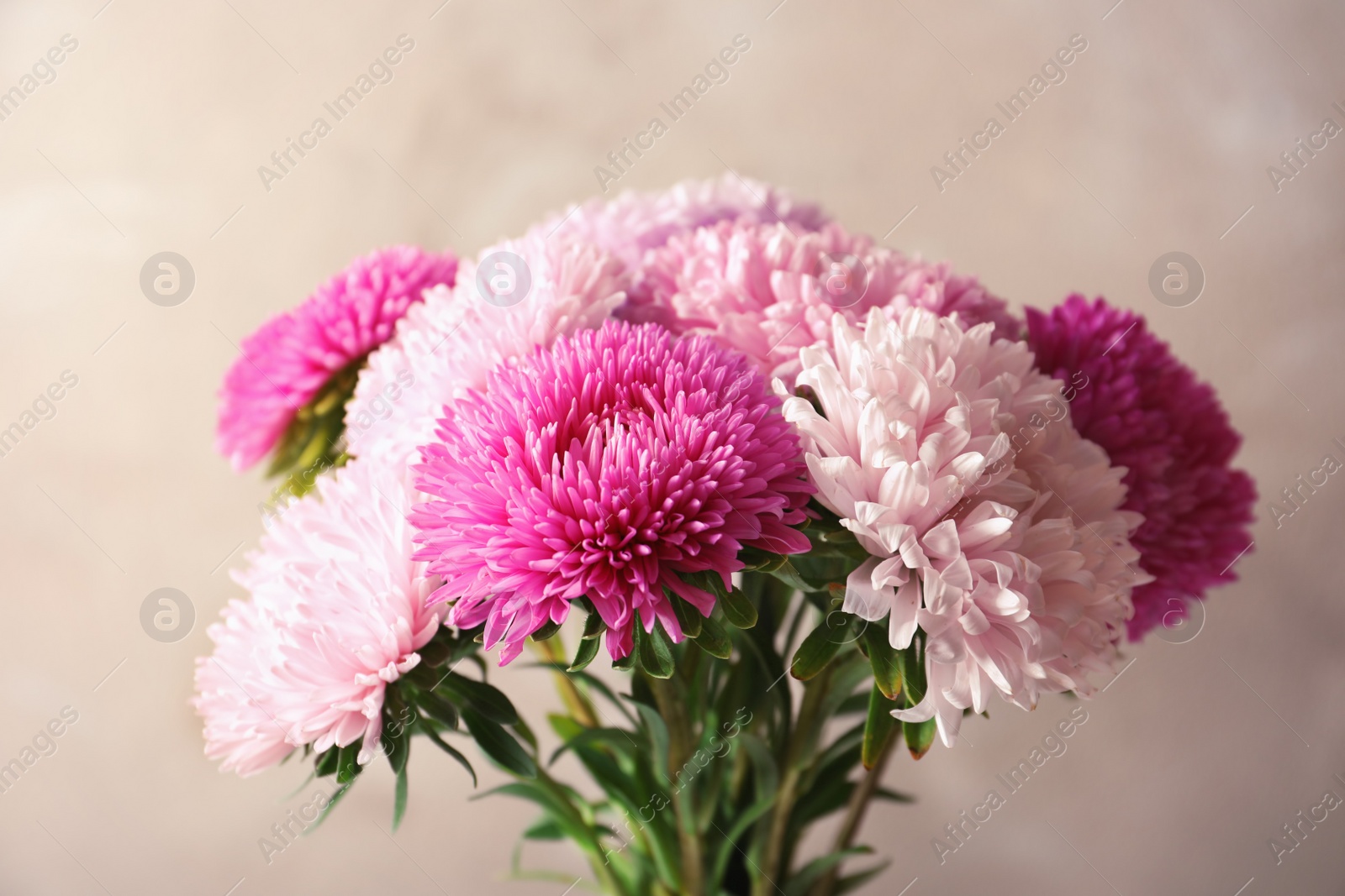 Photo of Beautiful aster flower bouquet on color background, closeup