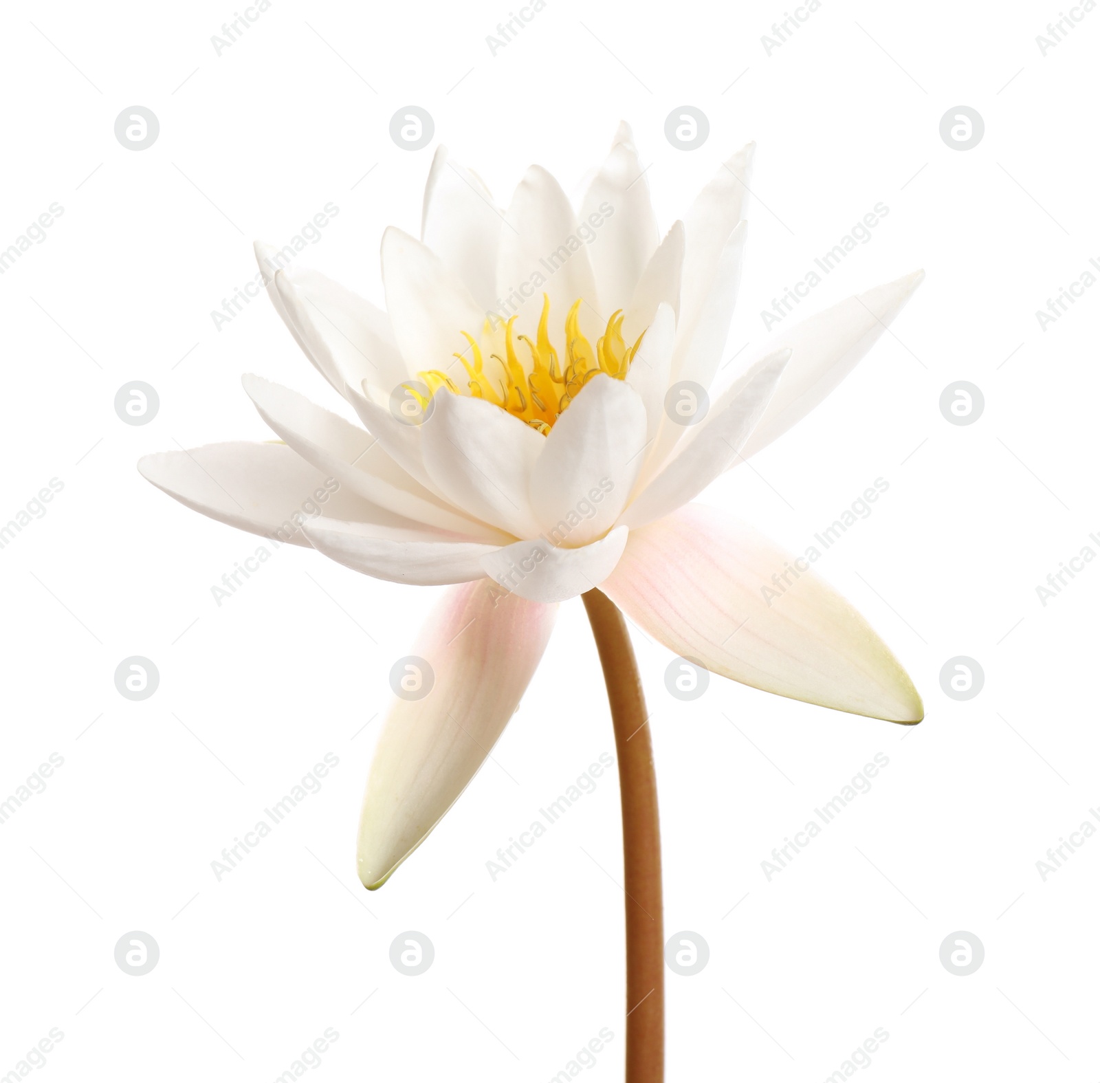 Photo of Beautiful blooming lotus flower isolated on white