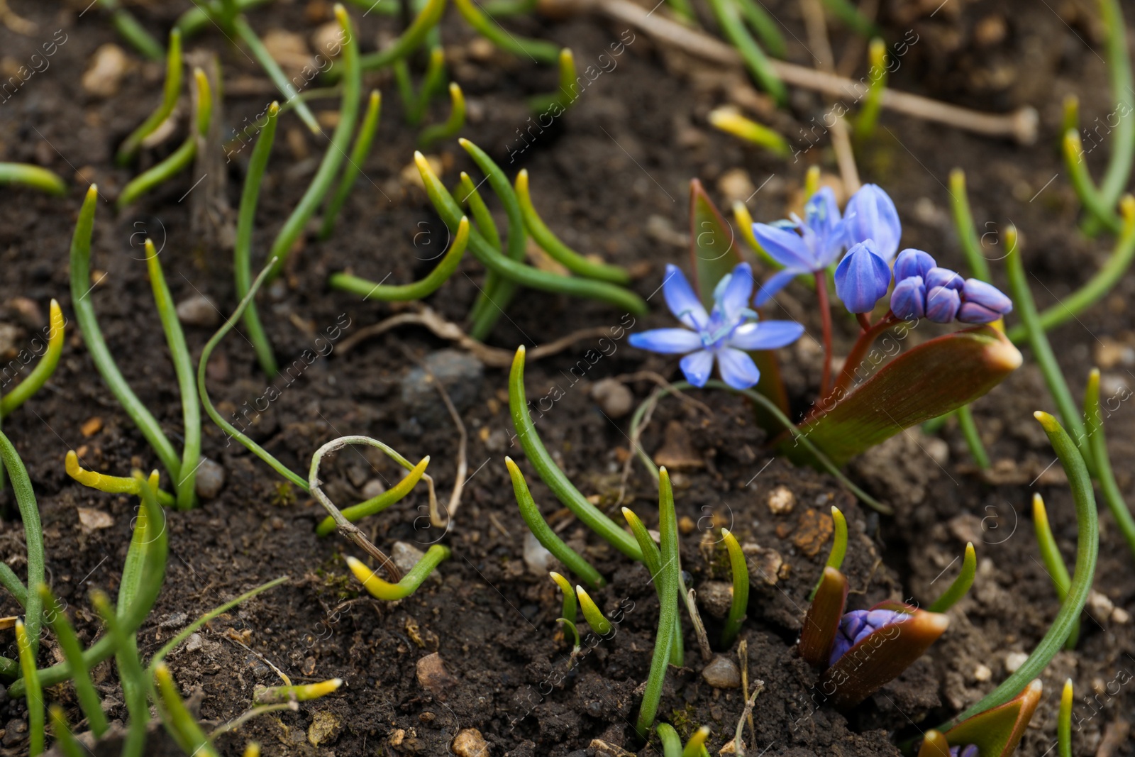 Photo of Beautiful lilac alpine squill flowers growing outdoors, space for text