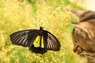 Photo of Beautiful Birdwing butterfly and tabby cat outdoors