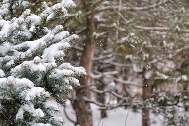 Photo of Coniferous branches covered with fresh snow, closeup