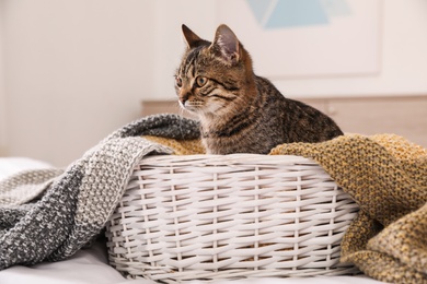 Photo of Cute tabby cat in basket with blanket at home. Lovely pet