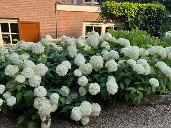Photo of Beautiful hydrangea shrubs with white flowers outdoors