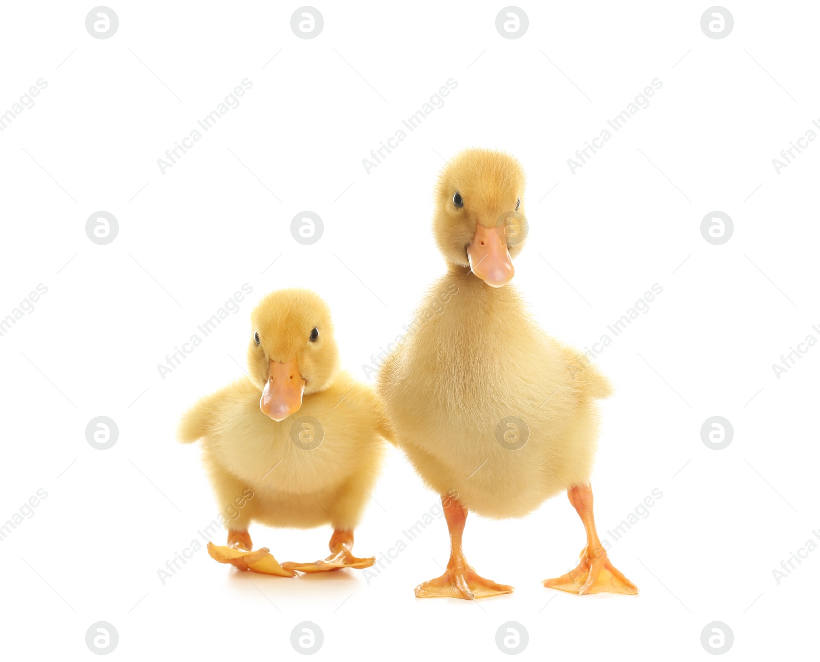 Photo of Cute fluffy baby ducklings on white background