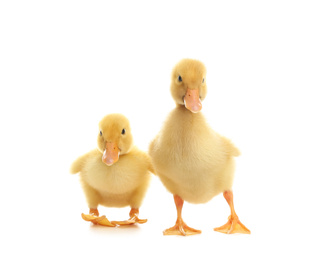 Cute fluffy baby ducklings on white background