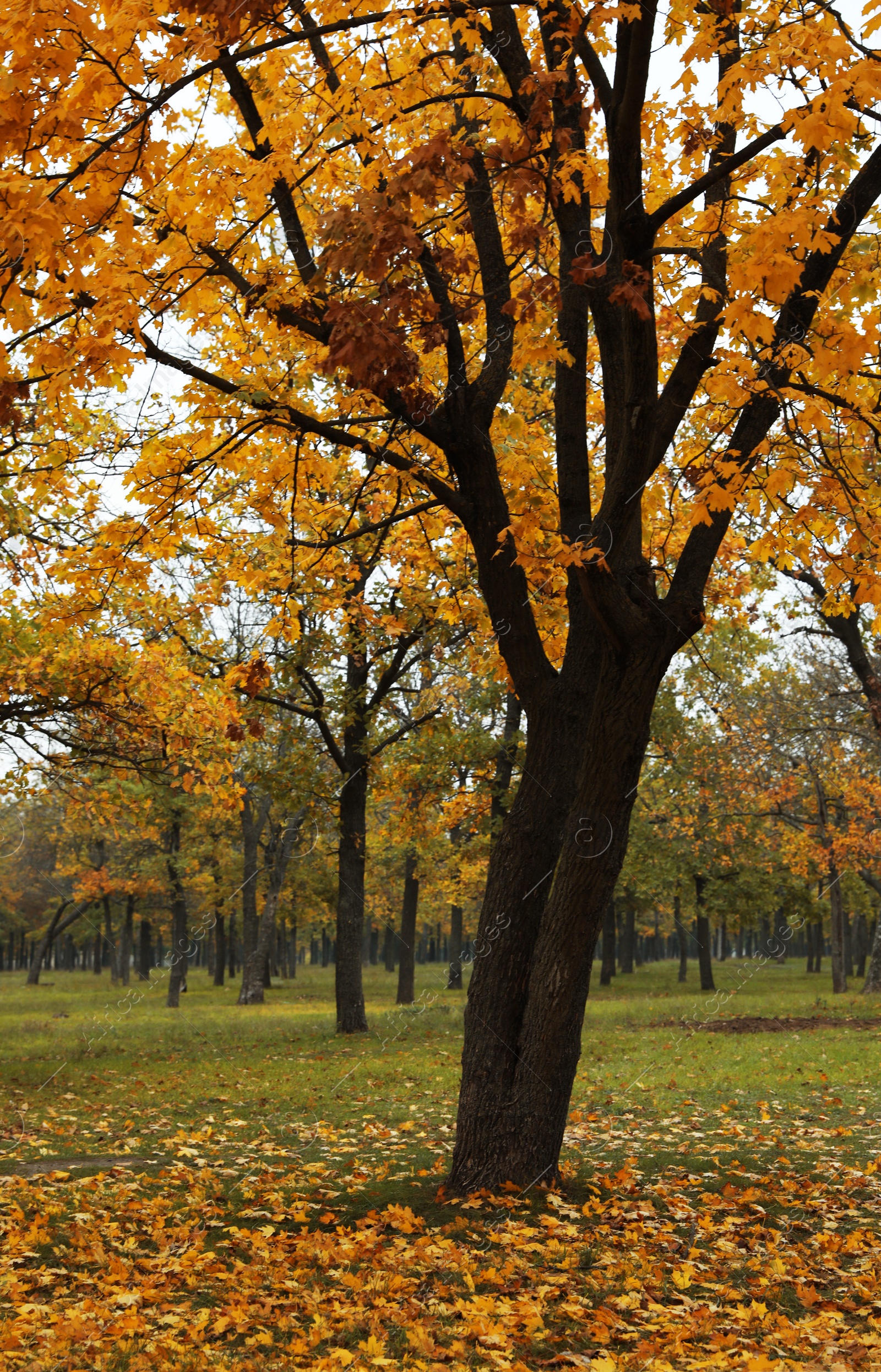 Photo of Beautiful view of forest on autumn day