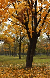 Beautiful view of forest on autumn day