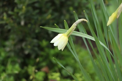 Photo of Beautiful blooming daffodil outdoors on spring day