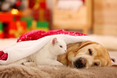 Adorable dog and cat together at room decorated for Christmas. Cute pets