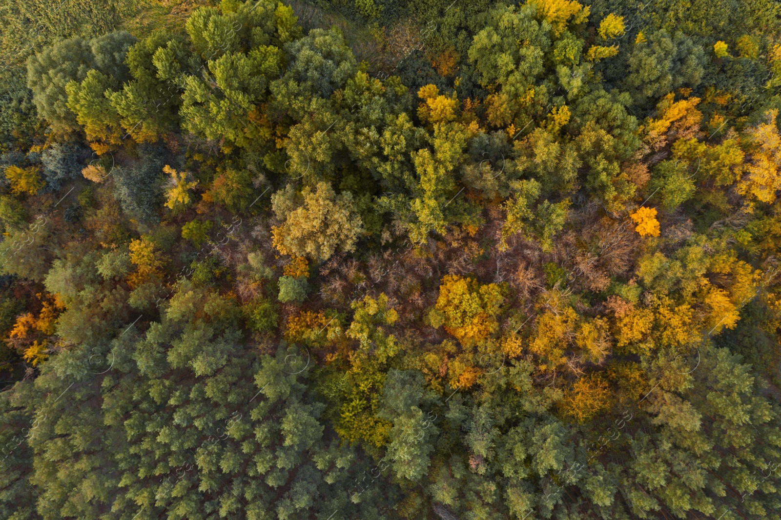 Image of Beautiful aerial view of forest in autumn