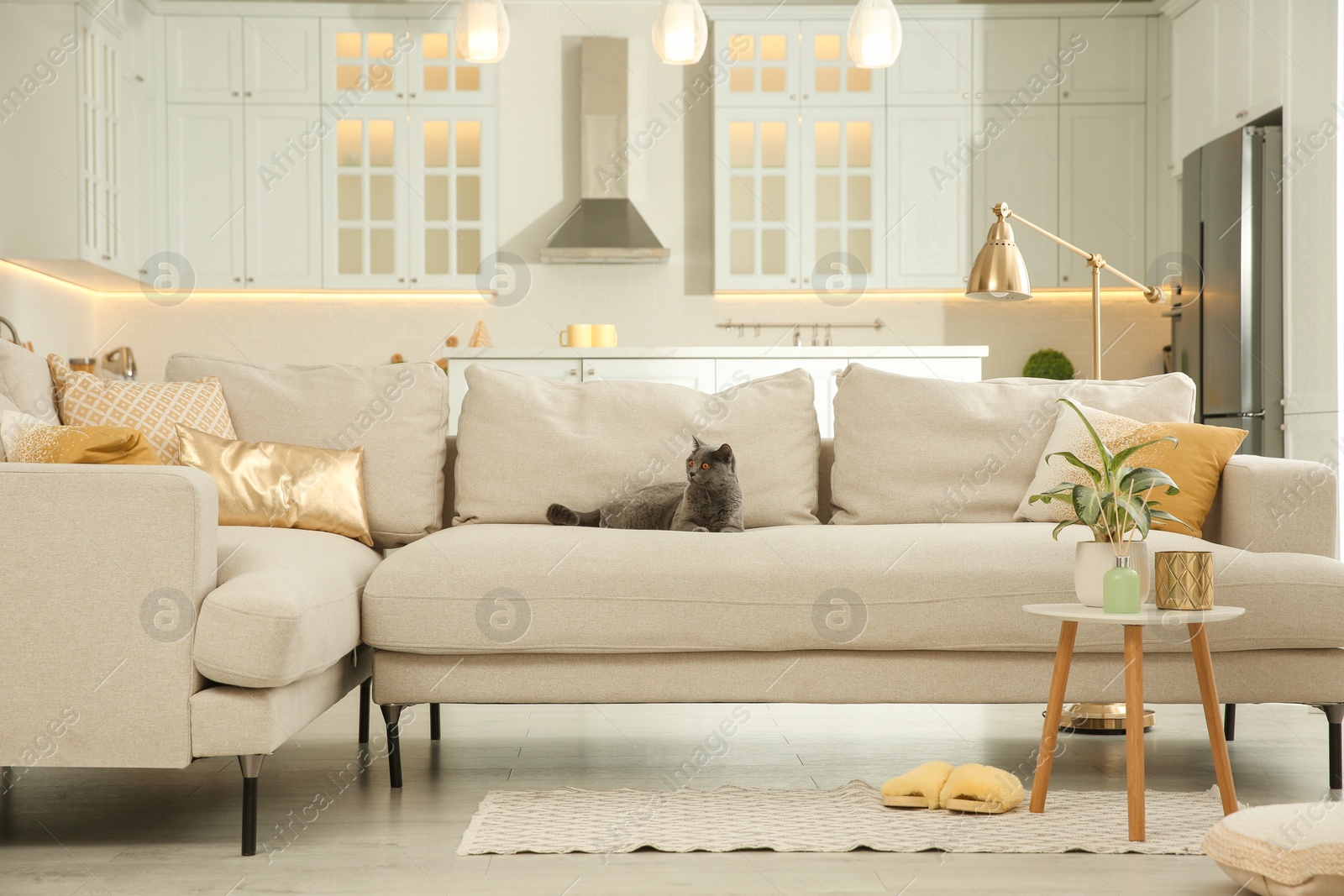 Photo of Modern living room interior. Adorable grey British Shorthair cat on couch