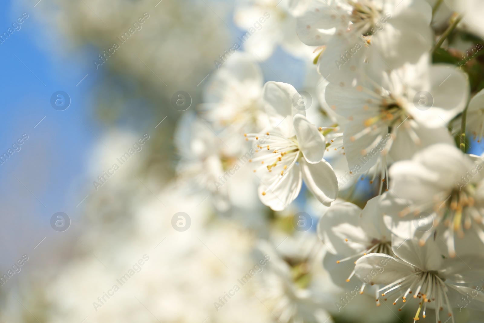 Photo of Blossoming cherry tree, closeup