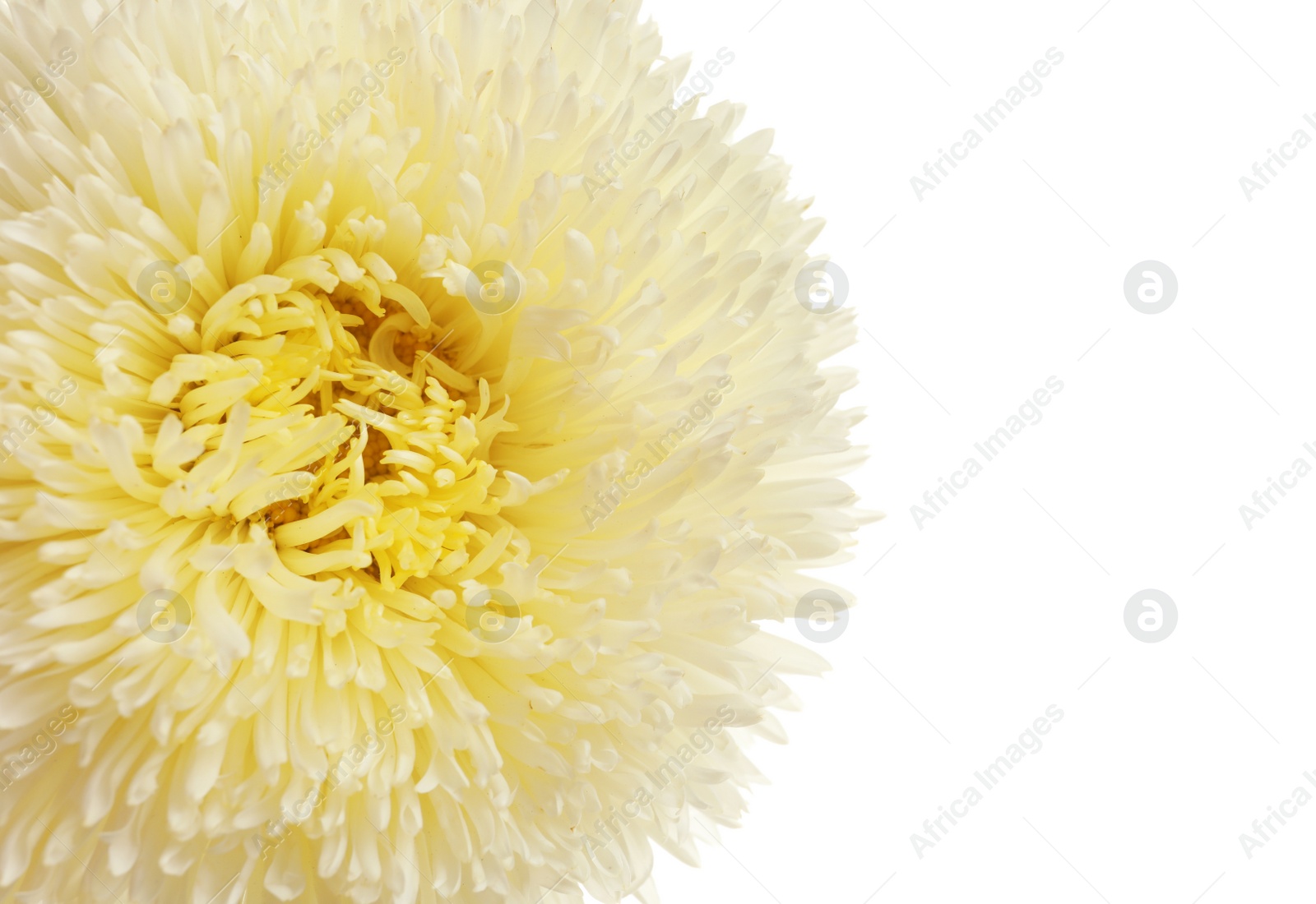 Photo of Beautiful bright aster flower on white background, top view