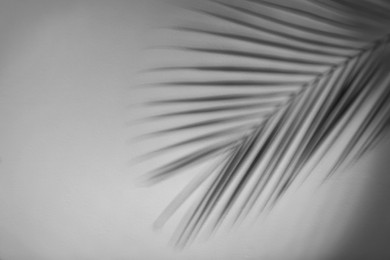 Shadow of tropical palm branch on white wall. Space for text