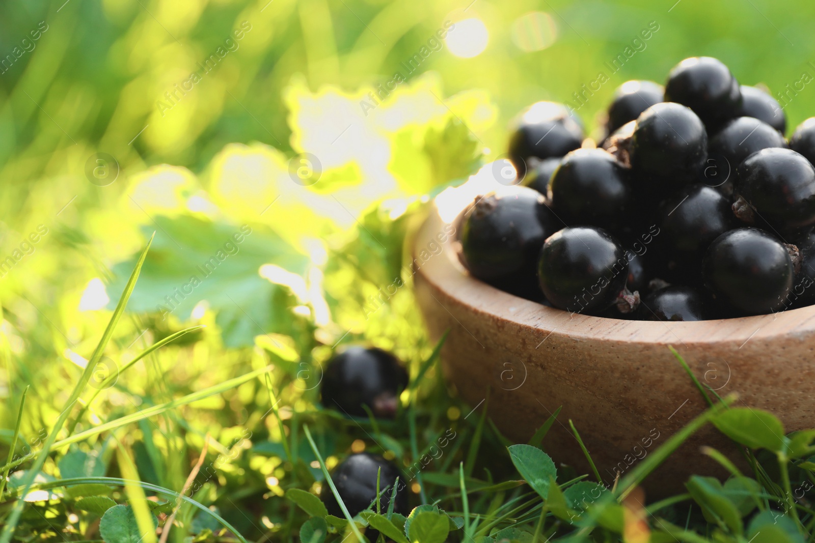 Photo of Ripe blackcurrants in bowl on green grass, closeup. Space for text