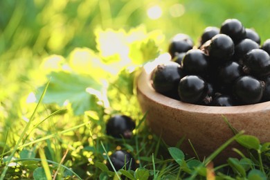 Photo of Ripe blackcurrants in bowl on green grass, closeup. Space for text