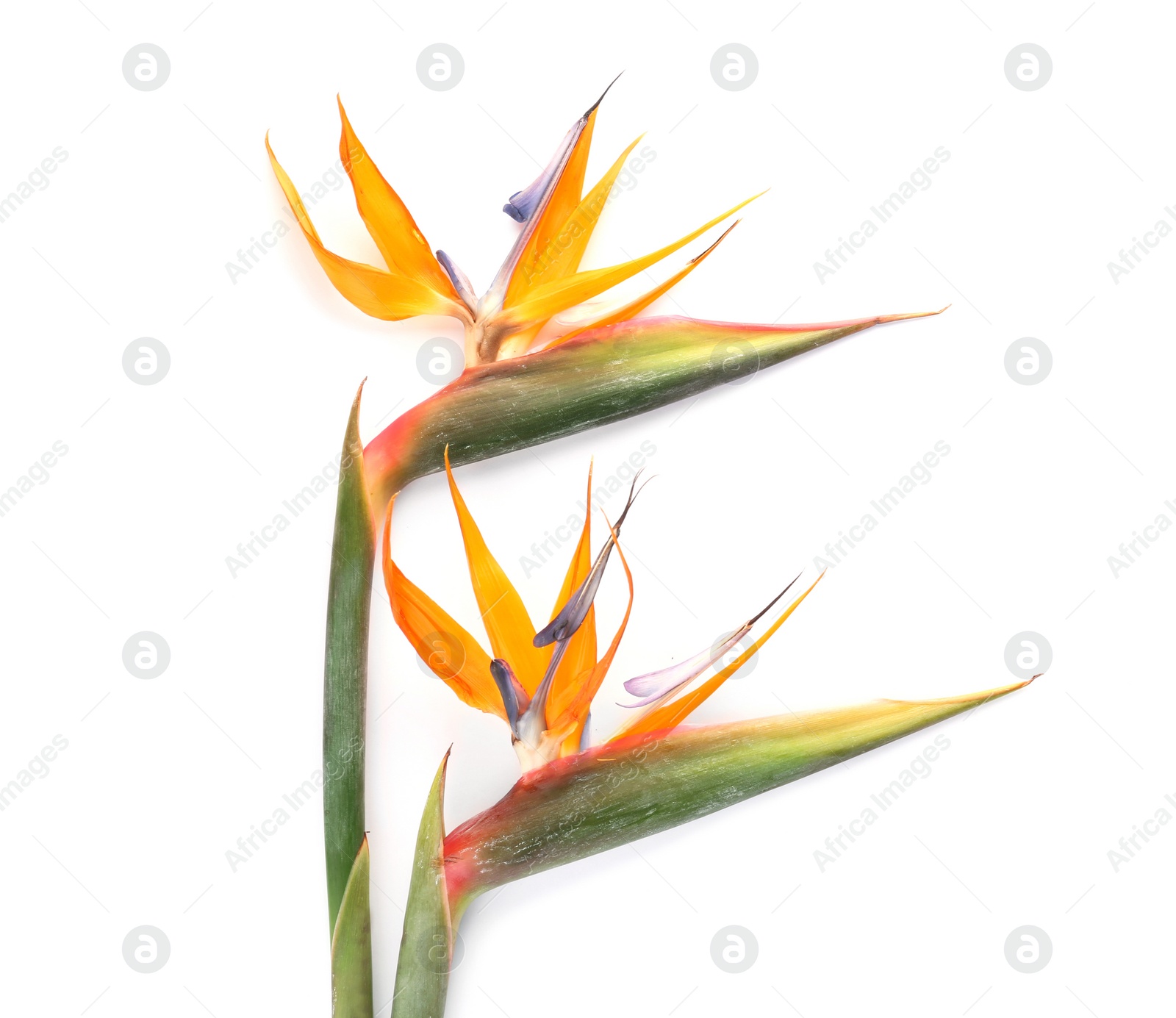 Photo of Beautiful bird of paradise flowers on white background. Tropical plant