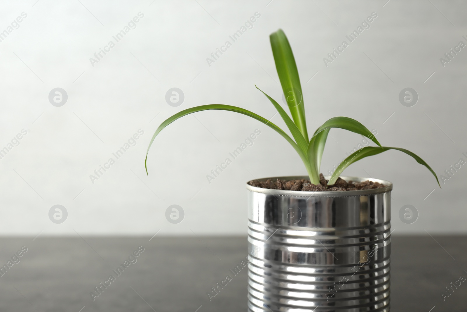 Photo of Chlorophytum plant in tin can on light grey background, closeup. Space for text