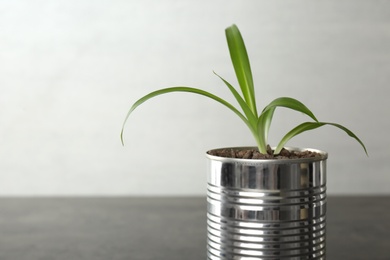 Chlorophytum plant in tin can on light grey background, closeup. Space for text