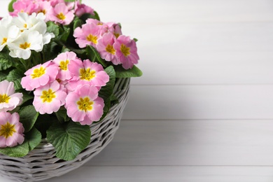 Photo of Beautiful primula (primrose) flowers in wicker basket on white wooden table, space for text. Spring blossom