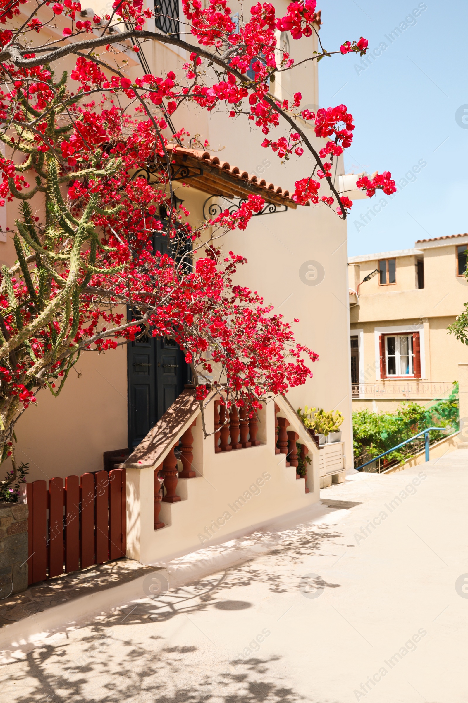 Photo of City street with beautiful buildings and blooming tree on sunny day