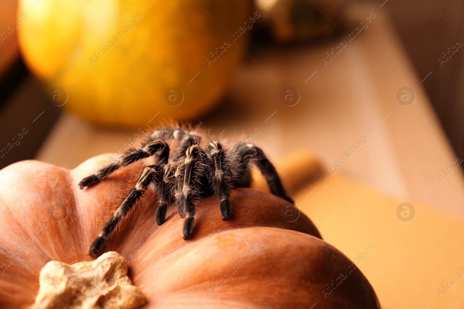 Photo of Striped knee tarantula on pumpkin indoors, closeup. Halloween celebration